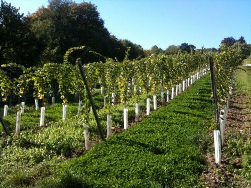 Apartamento Exquisites Gartenapartment In Eleganter Jugendstilvilla