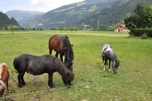 Apartamentos Alpenresidenz-sonnwend