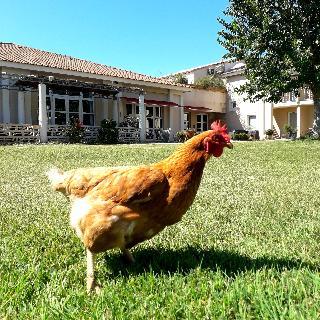 Hotel H�tel Mas Des Piboul�s