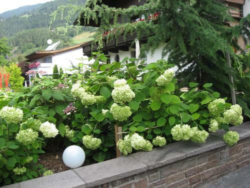 Hostal G�stehaus Falkner Dorli