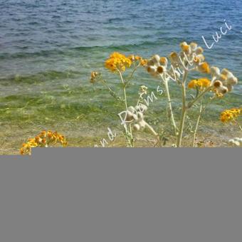 Hostal Apartments And Rooms Villa Luci