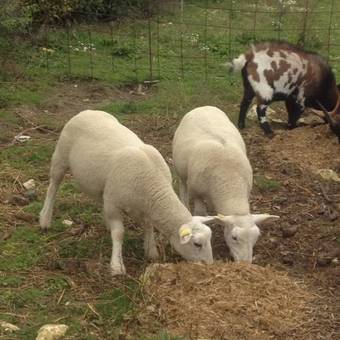 Bed & Breakfast La Ferme Des P'tits Loups