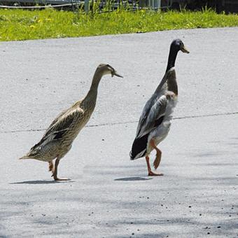 Hotel Gasthaus Sch�fle