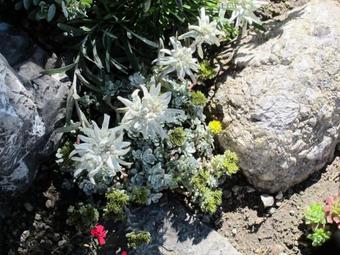 Anni Kiechl - G�stehaus