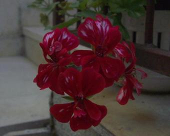 Apartment Sutivan 750b