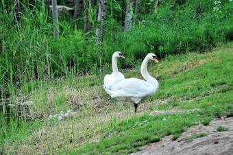 Hotel Hanhi Cottages