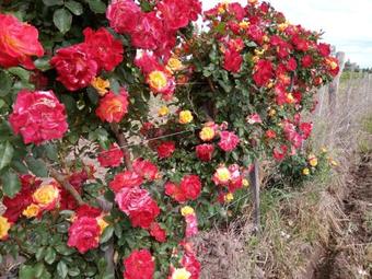 Agroturismo Finca Los Duraznos