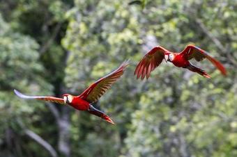 Tambopata Ecolodge