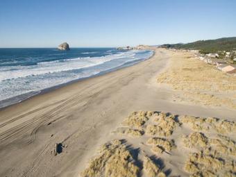 Sea Lion Crossing Home