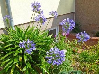 Ferienhaus Kleinzerlang See 8991