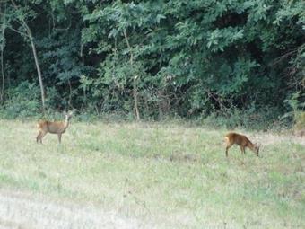 House La Carr�tari�, Grand G�te