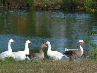 Bed & Breakfast G�stehaus Landgut Lischow