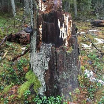 Hostal Vergi Villa Guesthouse