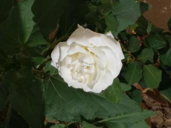 Apartamento Appart-hotel La Perle