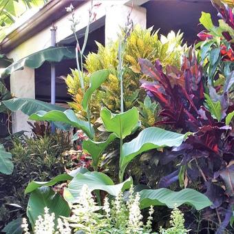 Hostal Villa Astoria