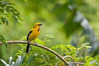 Hostal Finca La Holanda