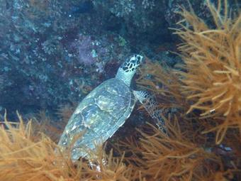 Hostal Maafushi Kurumba Villa
