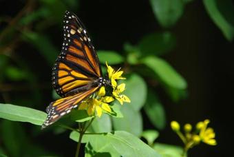Apartment With Private Garden
