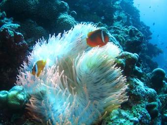 Hotel Taveuni Island Resort & Spa