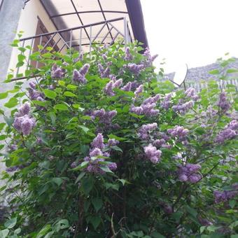 Bed & Breakfast Iris