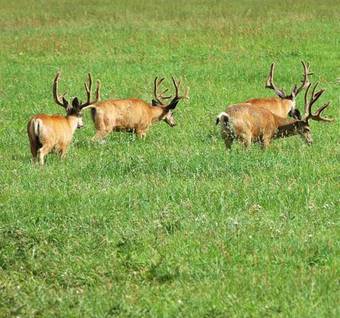Wild Skies Cabin Rentals