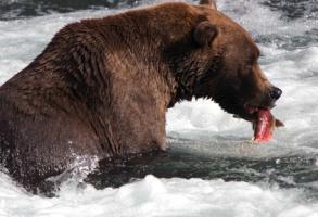 Hotel Holiday Inn Express And Suites Pinetop