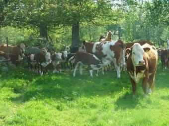 Agroturismo H�ryda G�rd