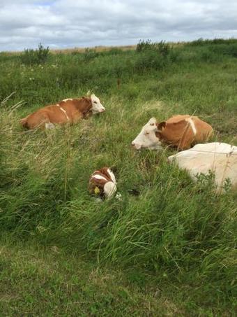 Skorstensfejerens Bed & Breakfast