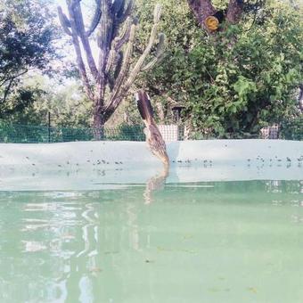 Cauce Yurtas B&B Glamping