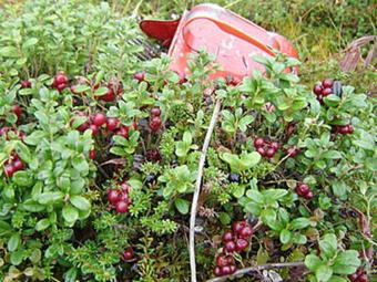 Holiday Home Marjatan M�kki