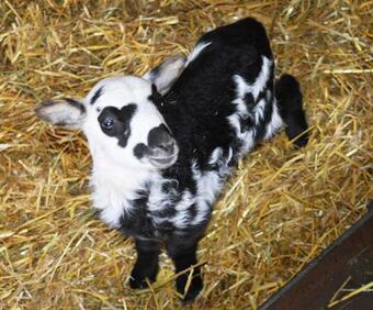 Hostal Agrousadba Nyasvizhski Mayontak