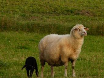 Posada Landgasthof Entenwirt
