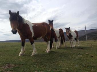 Agroturismo Hotel Rural Camero Viejo