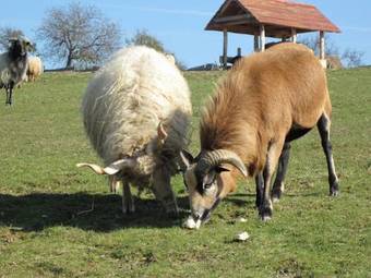 �reghegyi Apartman