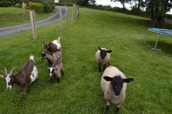 Tregolls Farm Cottages