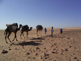 Bed & Breakfast Fibule Du Draa Kasbah D'h�tes