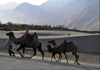 Hotel Tih Nubra Escapes Camp