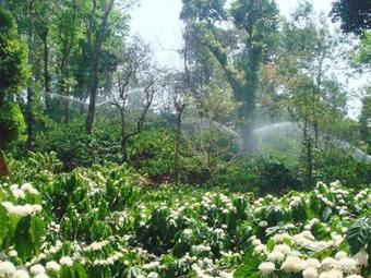 Vacanza Estate House