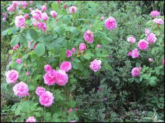 Lugliano Villa Sleeps 6 Pool Wifi