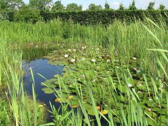 Cozy Holiday Home In Baarland With A Swimming Pool