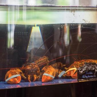 Hotel De Lindenhoeve Lodge