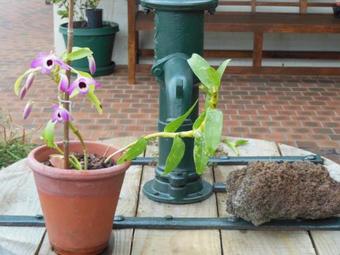 Pepper Tree Ridge B&B