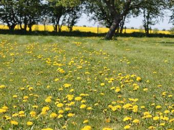 Cozy Apartment In Proseken With Lovely Terrace