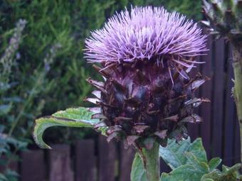 Baldiesburn Bed & Breakfast