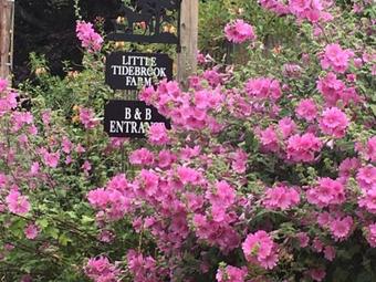 Bed & Breakfast Little Tidebrook Farm