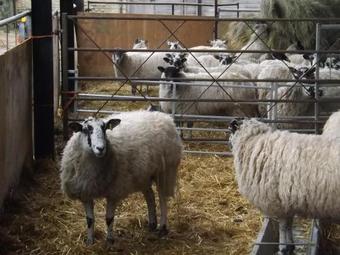 Bed & Breakfast Peartree Farm