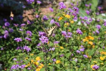 Apartamento Vikentios Rooms