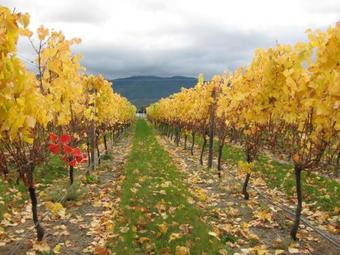 Hostal Korohi Vineyard Bnb