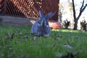 Hostal Pensiunea Criveanu