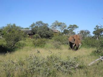 Sausage Tree Safari Camp